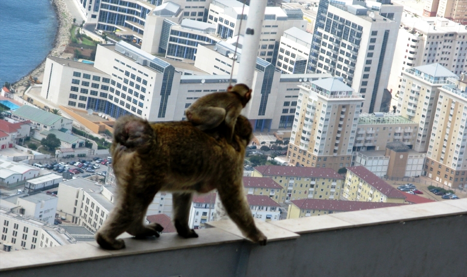 Let’s meet the most famous rock’s inhabitants – Barbary Macaques, unofficially called the National animal of Gibraltar. Living there for some centuries already, they have adapted to coexist with humans. 