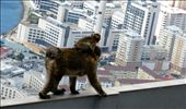 Let’s meet the most famous rock’s inhabitants – Barbary Macaques, unofficially called the National animal of Gibraltar. Living there for some centuries already, they have adapted to coexist with humans. : by sunset670, Views[701]