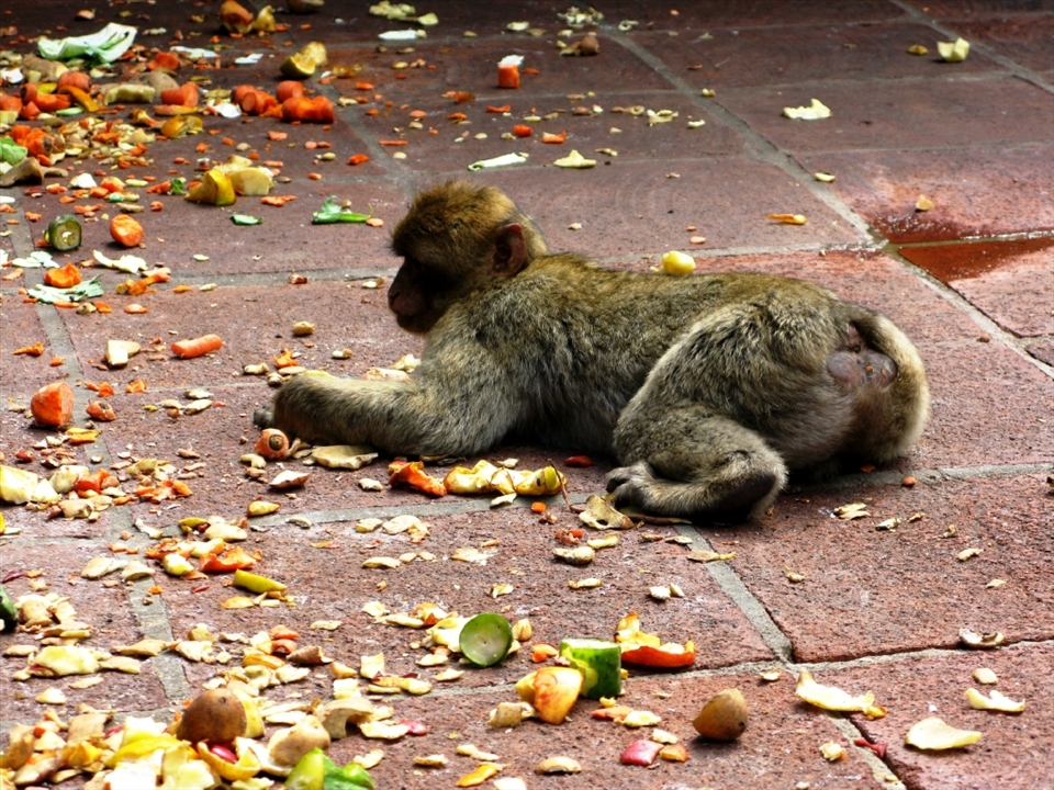 The monkeys have been looked after by the Gibraltar Ornithological and Natural History Society and medical care is provided by the Gibraltar Veterinary Clinic. Every day they get a fresh water, vegetables, fruit and seeds as supplement to natural food resources.  For other people it is forbidden by law to feed the macaques.