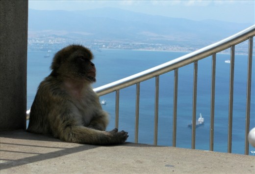 These animals are semi-wild and being the last population of such living in Europe. But more of their species are found in Morocco and Algeria. 