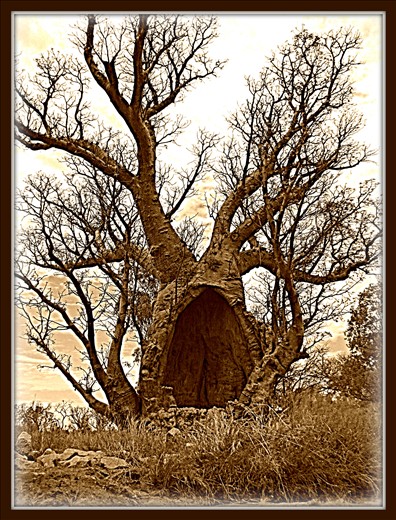 Boab Tree, The Kimberley, WA. 

Take a breathe, deep into your lungs. Then thank a Tree! 

I Spent over an hour thanking this Tree....the most magnificent Tree I have ever seen! 
Winston Churchill said 