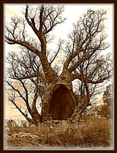 Boab Tree, The Kimberley, WA. 

Take a breathe, deep into your lungs. Then thank a Tree! 

I Spent over an hour thanking this Tree....the most magnificent Tree I have ever seen! 
Winston Churchill said 