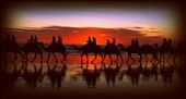 Cable Beach, WA.

The famous Camel ride at sunset on Cable Beach, Broome. Well worth the ride, but more so, well worth sitting on the beach with your camera and a cool drink to watch the sun setting as the Camels stroll by....Bliss!: by sunshine-photography, Views[1395]