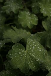 autumn days are coming: by suomi, Views[244]