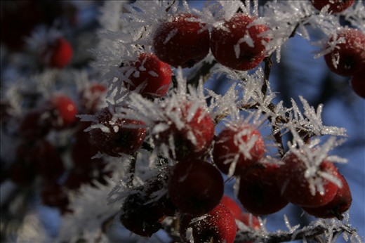 beauty of nature revealed in winter