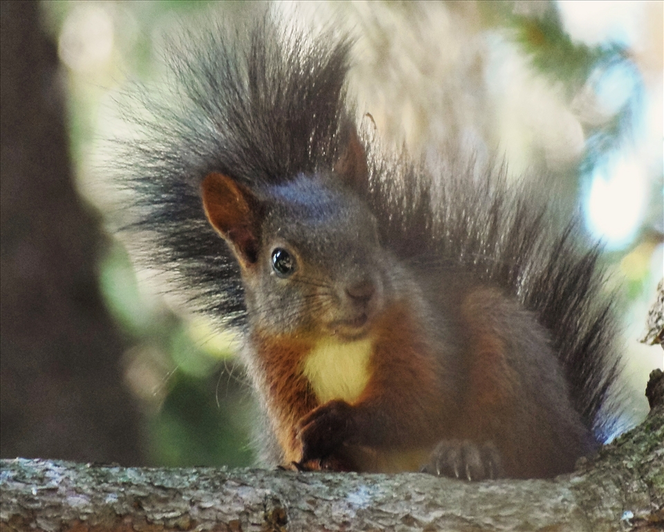 in a silent wood someone noticed the human visitors