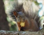 in a silent wood someone noticed the human visitors: by suomi, Views[209]