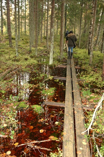 surprises of a walk in the forest