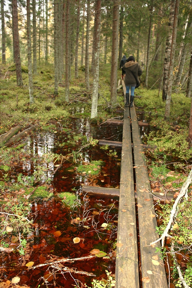 surprises of a walk in the forest