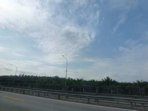 Road trip to Melaka. Highways lined with Palm oil plantations.