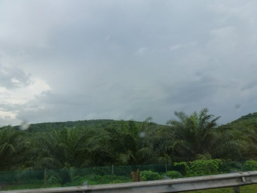 Palm oil plantations as far as the eye can see...:(
