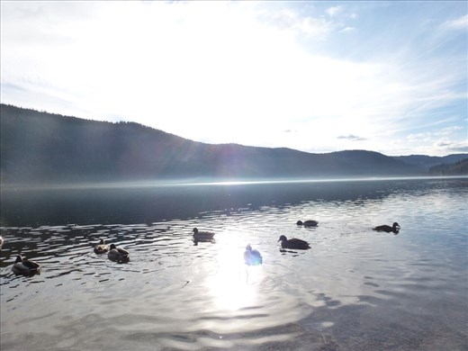 Fat ducks on the lake