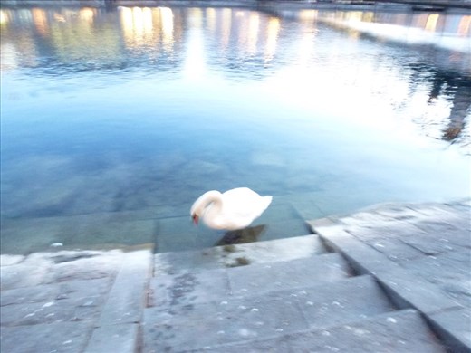 A very large swan