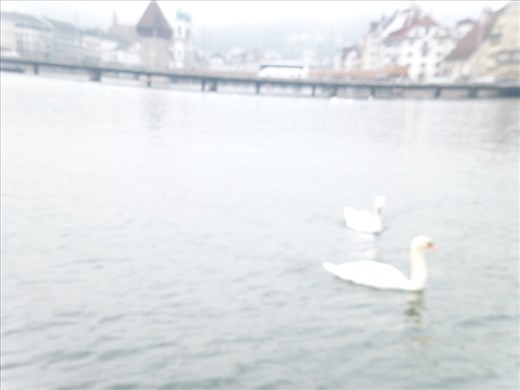Swans on the lake as we start our 1 hour cruise