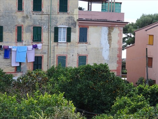 Lemon trees in Monterosso