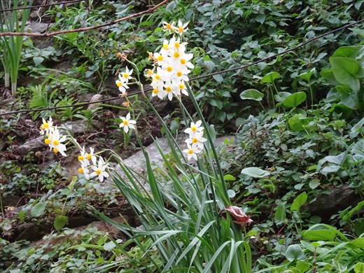 Early jonquils