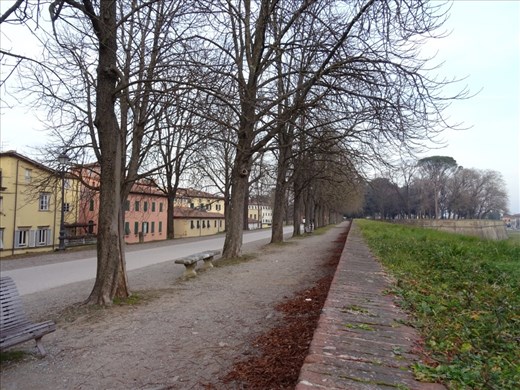Lucca old city wall