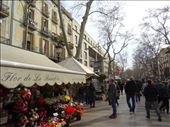 Flower stall in La Rambla: by supergg, Views[196]