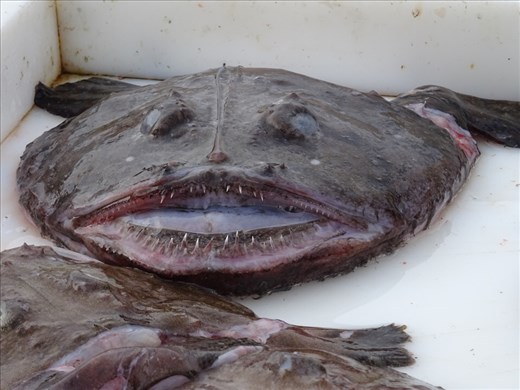 Ugly fish head.