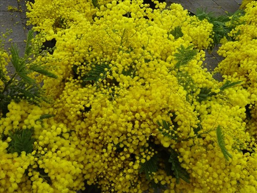 Flower market on the waterfront