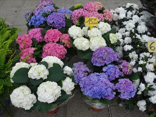 Hydrangeas in pots