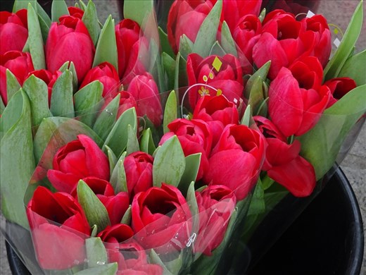 Red tulips