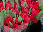 Red tulips: by supergg, Views[435]