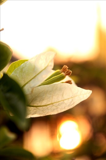 Flower against a sunset background, Philippines