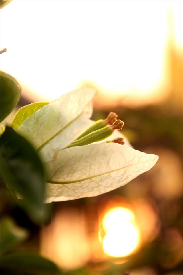 Flower against a sunset background, Philippines