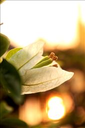 Flower against a sunset background, Philippines: by supermakel, Views[390]