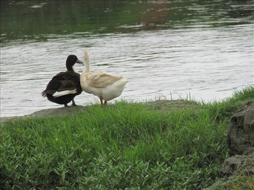 SASHAN BARASAT,INDIA,
TWO DUCKS IN LOVE ON THE BANK OF THE RIVER
