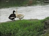 SASHAN BARASAT,INDIA,
TWO DUCKS IN LOVE ON THE BANK OF THE RIVER: by surajit, Views[403]