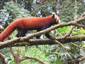 RED PONDA,DARJEELING,INDIA: by surajit, Views[503]