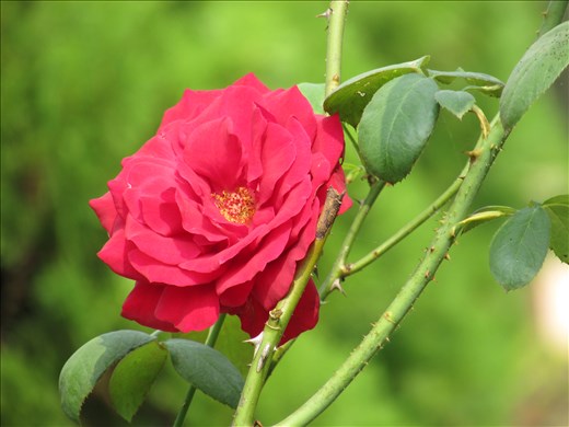 GARCHUMU DEER FOREST,W.B,INDIA,ROSE IN THE GUEST HOUSE OF DEER FOREST
