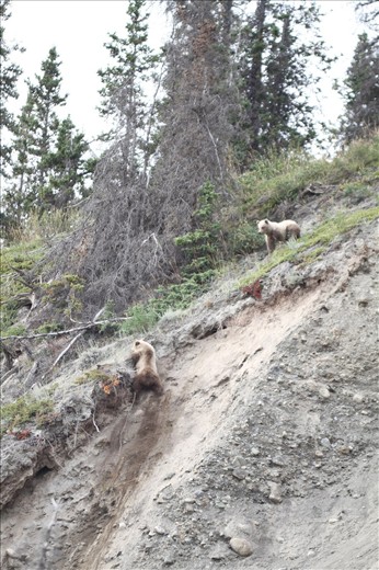 A young Grizzly looks out for his sibling; Kluane National Park