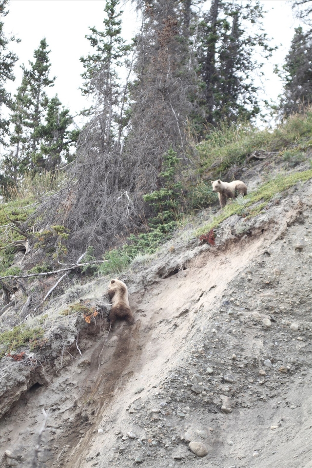 A young Grizzly looks out for his sibling; Kluane National Park