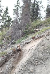 A young Grizzly looks out for his sibling; Kluane National Park: by survivingcanada, Views[928]