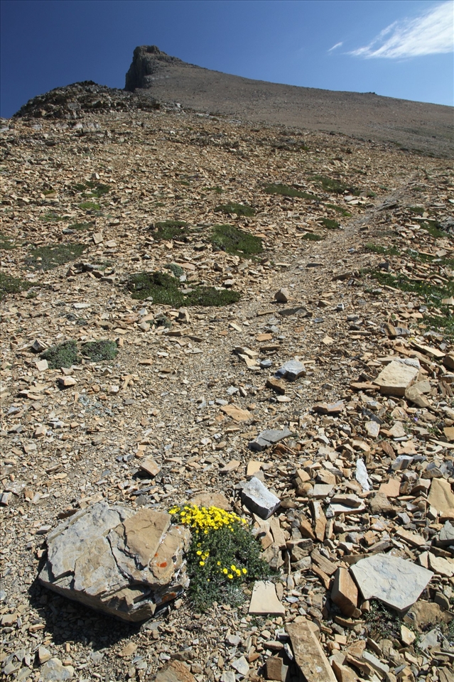 Flora finds shelter in a lunar landscape; Glacier National Park