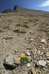 Flora finds shelter in a lunar landscape; Glacier National Park: by survivingcanada, Views[862]
