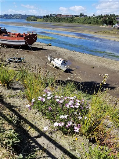 Old boats with flowers.