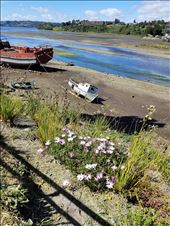 Old boats with flowers.: by suziqtn, Views[195]