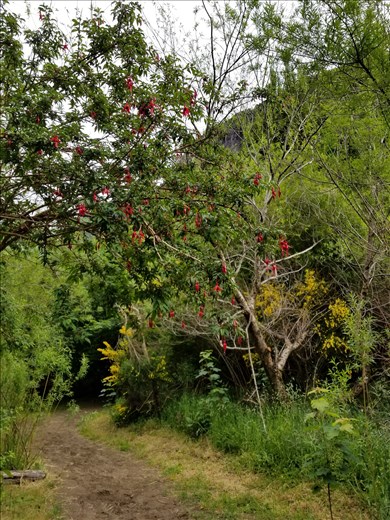 Red flowering tree at Rio Simpson.
