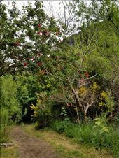 Red flowering tree at Rio Simpson.: by suziqtn, Views[304]