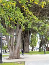 I intentionally took this photo with the woman in it so you could get a perspective on the size of these trees in Punta Arenas.: by suziqtn, Views[158]