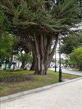 Another view of the huge trees in the plaza.: by suziqtn, Views[191]