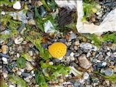 This is a fungus (the yellow ball) that grows on the beech trees.: by suziqtn, Views[193]