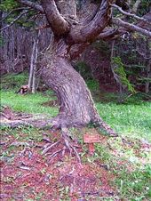 Live beech tree.: by suziqtn, Views[177]