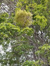 The green ball is a fungus that grows on these trees.: by suziqtn, Views[330]