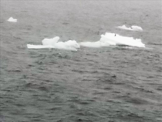 The life of this penguin looks cold and lonely.