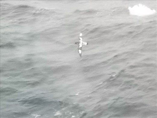 This is a Cape Petrel. They weigh about a pound and have a wingspan of about 33 inches. I took this out the window of our room.